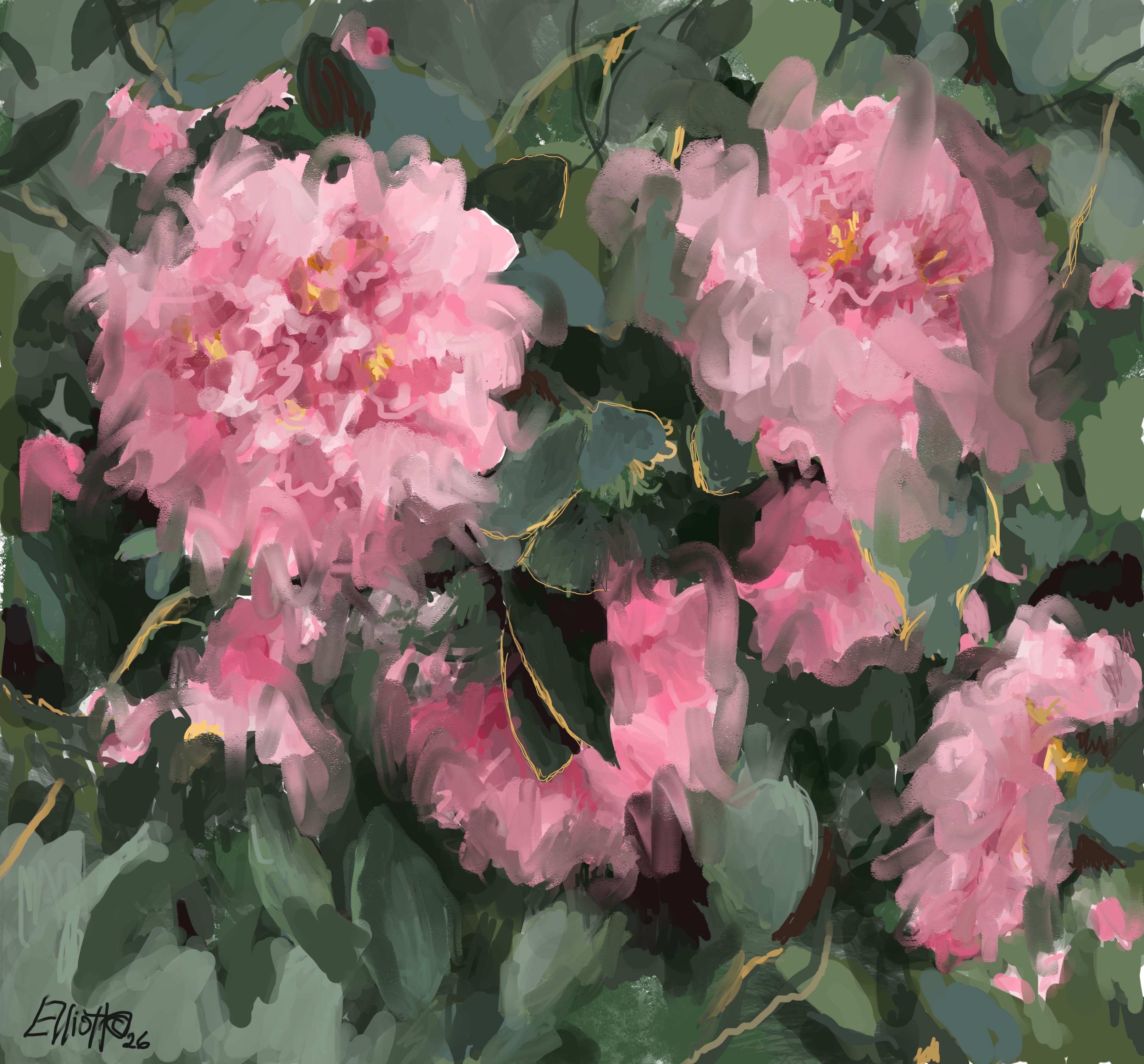 Camellia