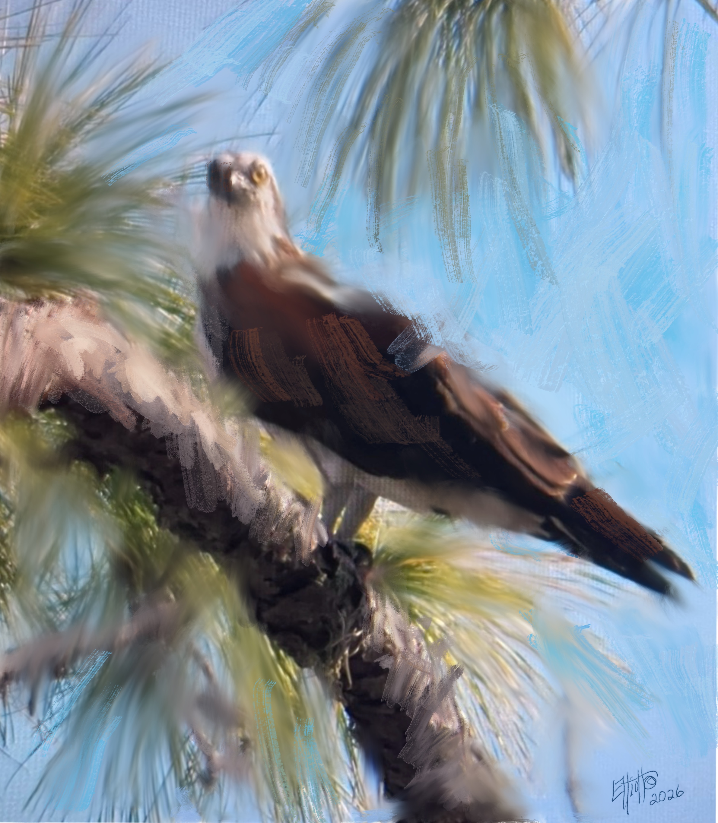 Osprey